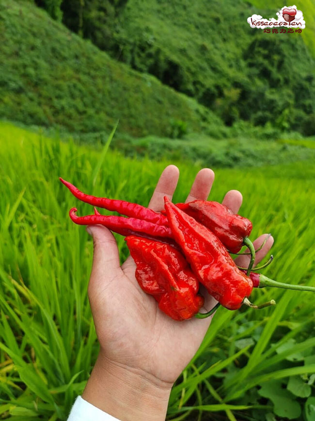 印度 HILL WILD 山野巧克力11