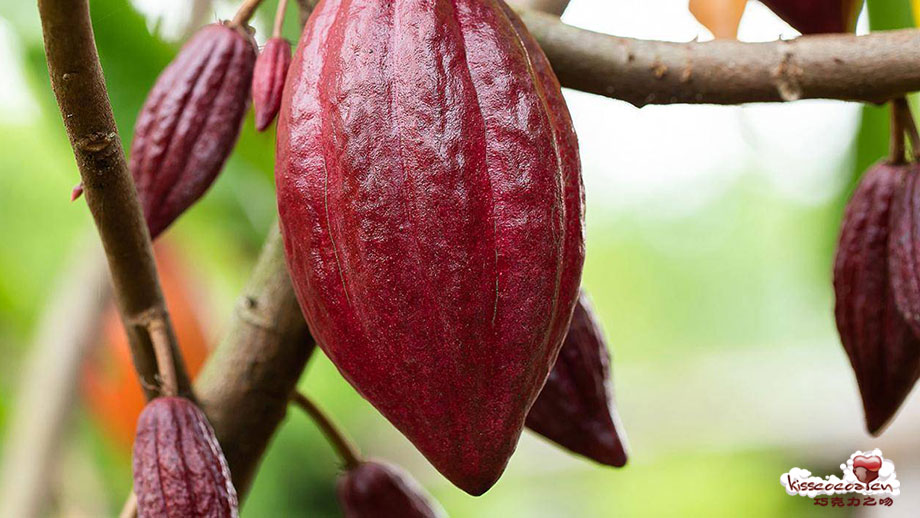 Ruby Cocoa Bean 红宝石可可豆