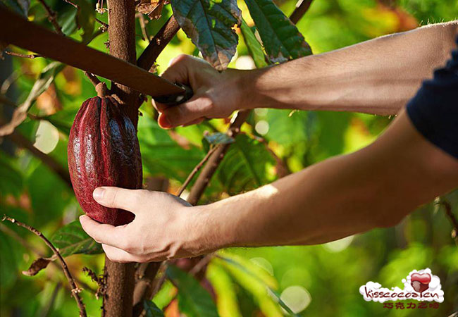 Ruby Cocoa Bean 红宝石可可豆1