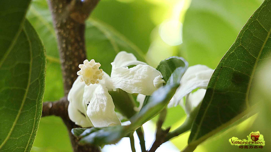 rosita de cacao 花2