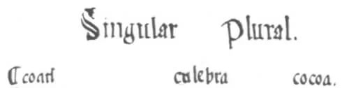 1547 年 coatl 被译为可可